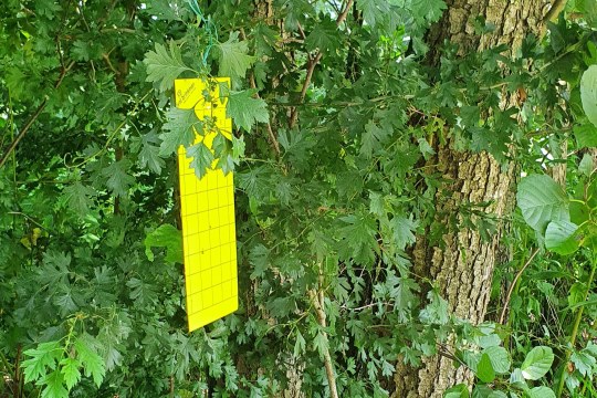 Gelbfalle | © Angelika Nelson