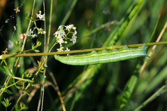 Raupe vom Taubenschwänzchen | © Pfeuffer Eberhard