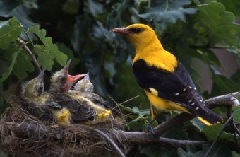 Pirol im Nest mit Jungvögeln | © D. Stahl