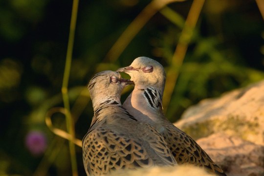 Zwei Turteltauben | © Ralf Thierfelder