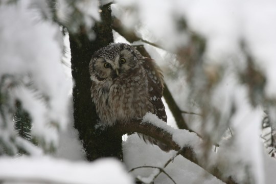 Raufußkauz sitzt auf einem schneebedeckten Ast im Wald | © Marion Weinert