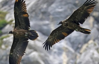 Dagmar und Recka beim Parallelflug | © Markus Leitner