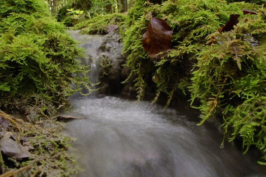 Starknervmoos in Nahaufnahme an einer Quelle | ©Zoran Jokic