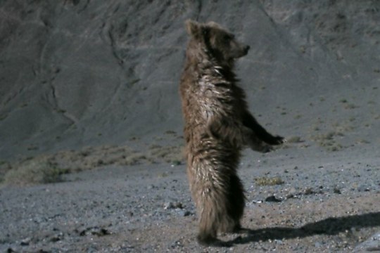 Gobibär steht | © NUM