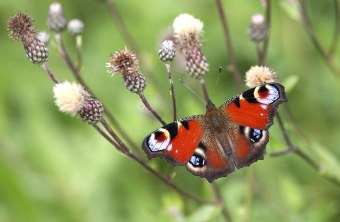 Tagpfauenauge sitzt auf einer Pflanze | © A. Hatlapa