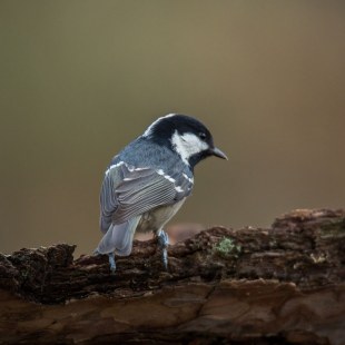 Tannenmeise von hinten auf einem Baumstumpf | © Wolfgang Leierer