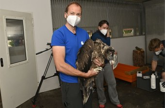 Toni Wegscheider (LBV) mit Bartgeier | © Hansruedi Weyrich
