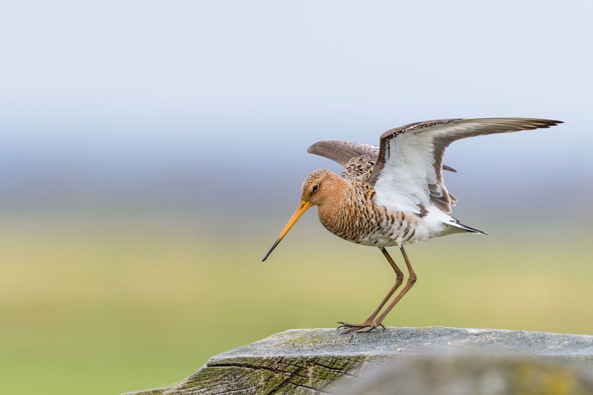 Uferschnepfe | © Christoph Bosch