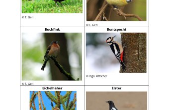 Sechs Vogelarten, darunter Amsel und Blaumeise, werden im Projekt des LBV für einen vogelfreundlichen Garten vorgestellt.