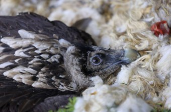 Vinzenz in der Nische | © Markus Leitner