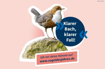 Wasseramsel – „Klarer Bach, klarer Fall!" | © Frank Derer