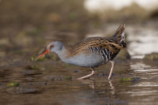 Wasserralle im Moore, nach vorne gebeugt | © Andreas Hartl