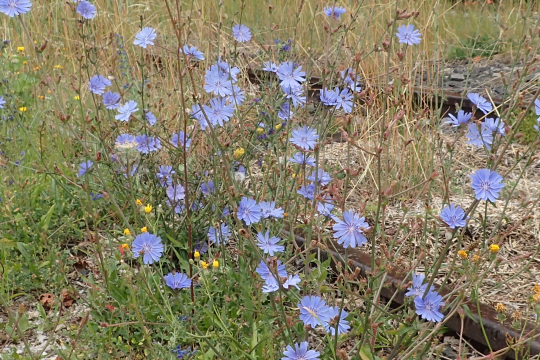 Wegwarte als Pionier  | © Patricia Danel