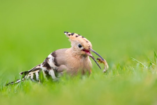 Wiedehopf in einer grünen Wiese mit Nahrung im Schnabel | © Markus Gläßel