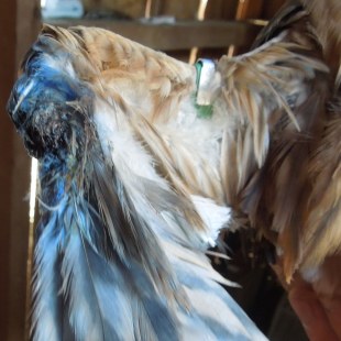 Flügel einer Wiesenweihe | © Christoph Bauer