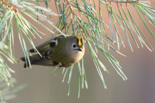 Wintergoldhähnchen | © Frank Derer