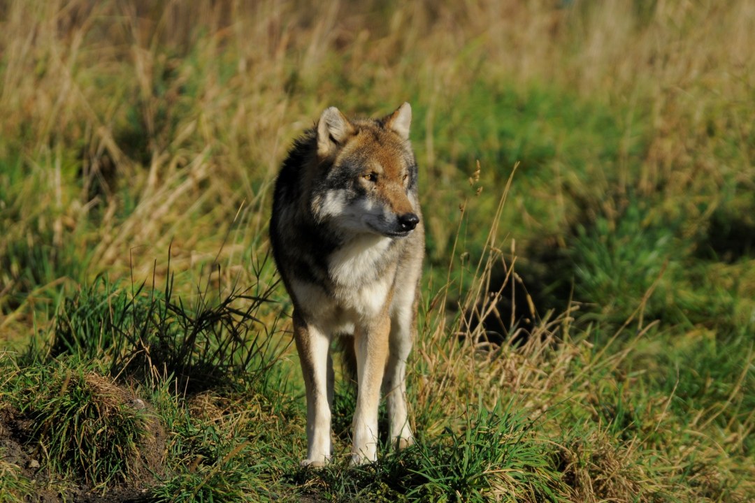 Wolf | © Manfred Waldhier