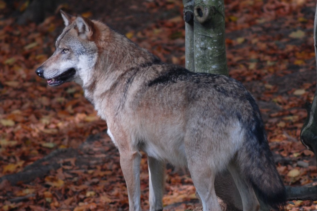 Wolf im Herbstlaub | © Henning Werth