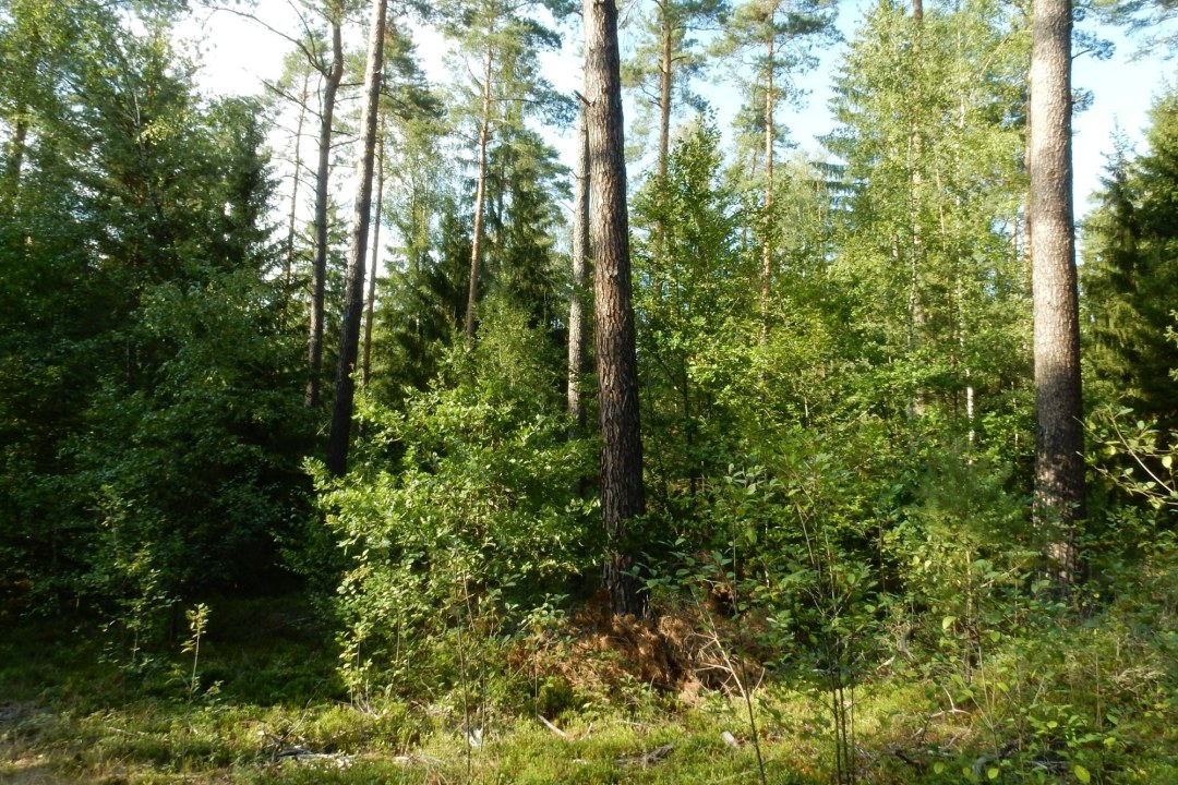 Zukunftswald | © Christian Stierstorfer