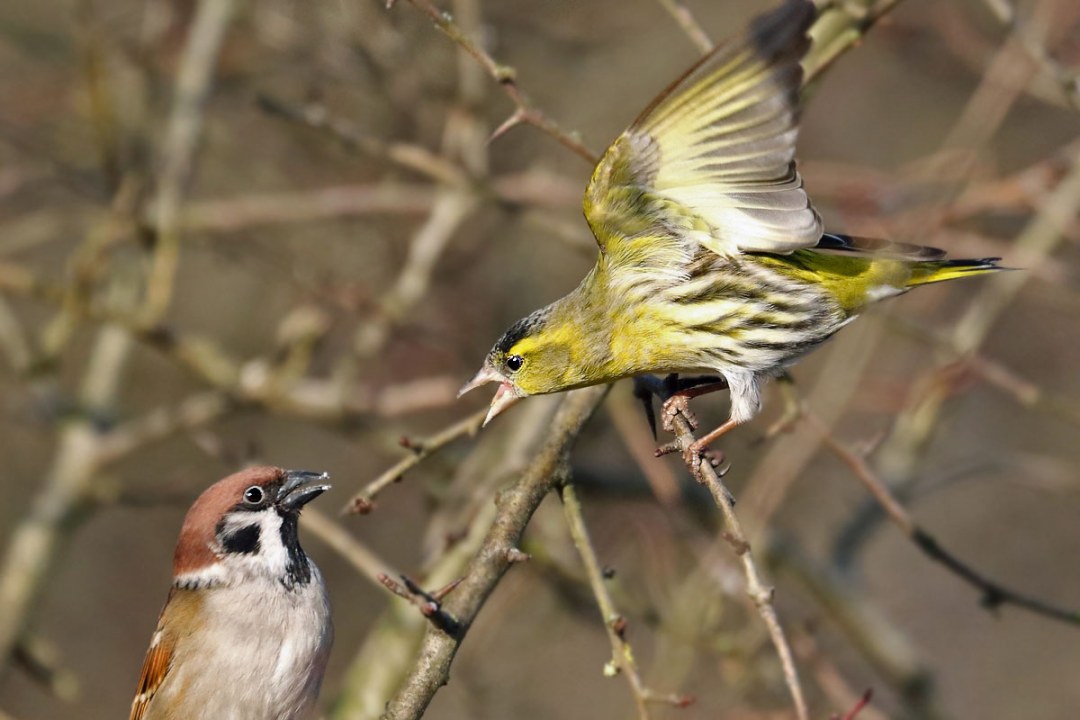 Erlenzeisig "schreit" einen Feldsperling an | © Carl-Peter Herbolzheimer