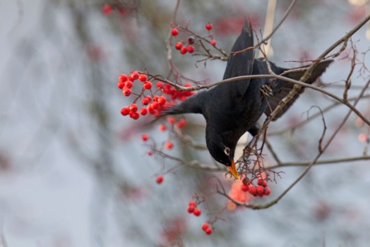 Amsel balanciert auf einem Ast und versucht die Beeren zu fressen | © Heinrich Jupke