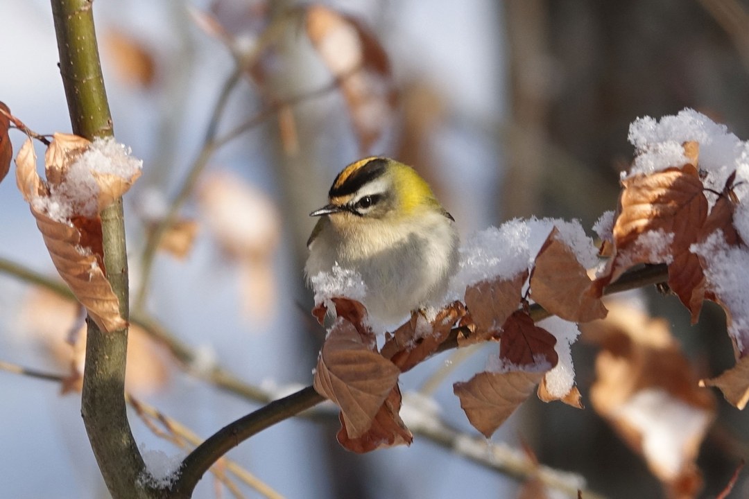 Sommergoldhähnchen | © Gabriele Klassen