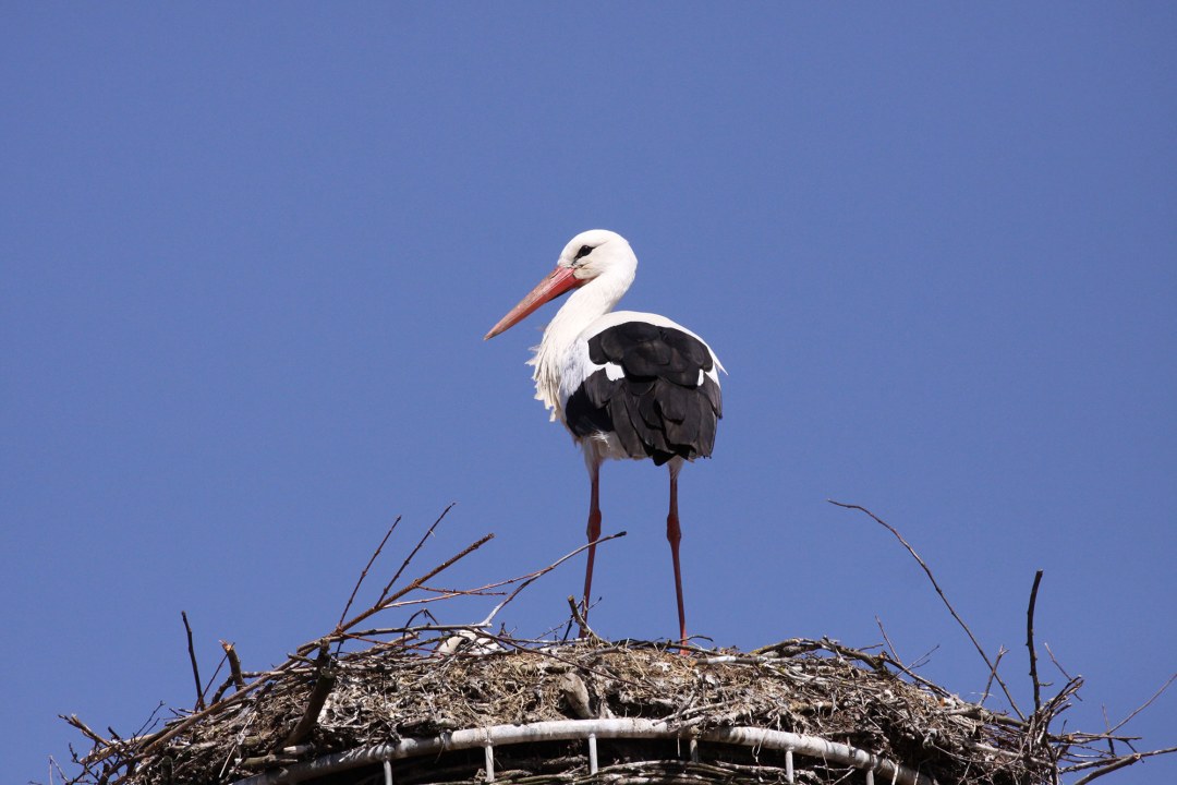Weißstorch auf seinem Horst, blauer Himmel im Hintergrund | © Angela Maurer