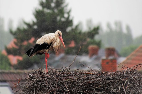 Weißstorch im Nest im Regen | © Renate Penker