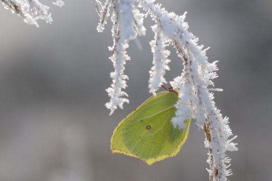 Zitronenfalter | © Dr. Eberhard Pfeuffer