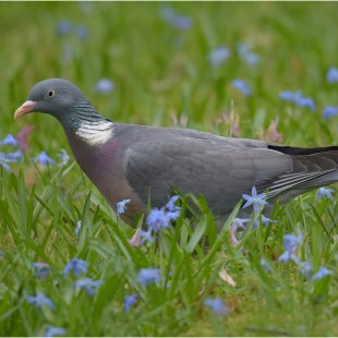 Ringeltaube | © Herbert Henderkes