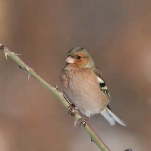 Buchfink | © Tunka Zdenek
