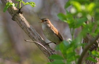 Nachtigall | © Zdenek Tunka