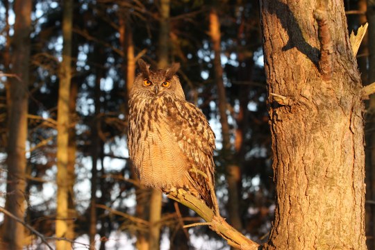 Uhu im Baum blickt in die Kamera | © LBV