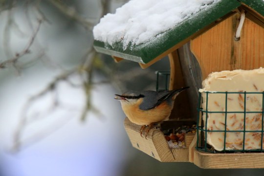 Kleiber im Futterhaus | © Ingo Rittscher