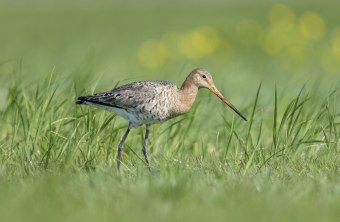 Uferschnepfe | © Bosch Christoph