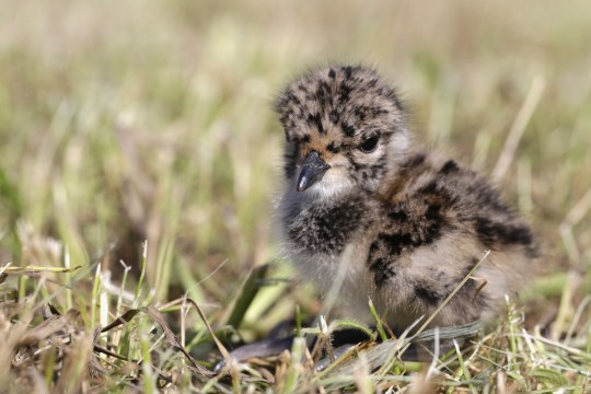 Kiebitzküken | © R. Sturm