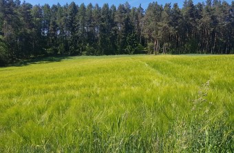 Ausgleichsfläche in Gebenbach| © LBV