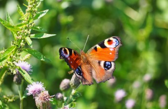 Tagpfauenauge | © Franziska Wenger