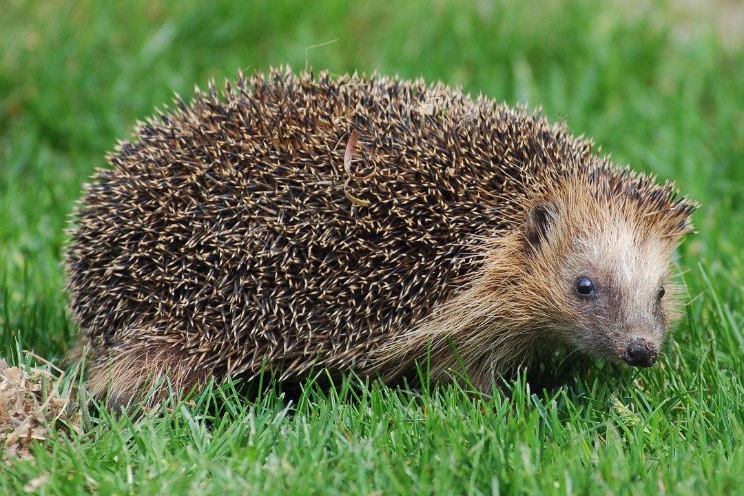 Igel | © Dr. Andreas v. Lindeiner