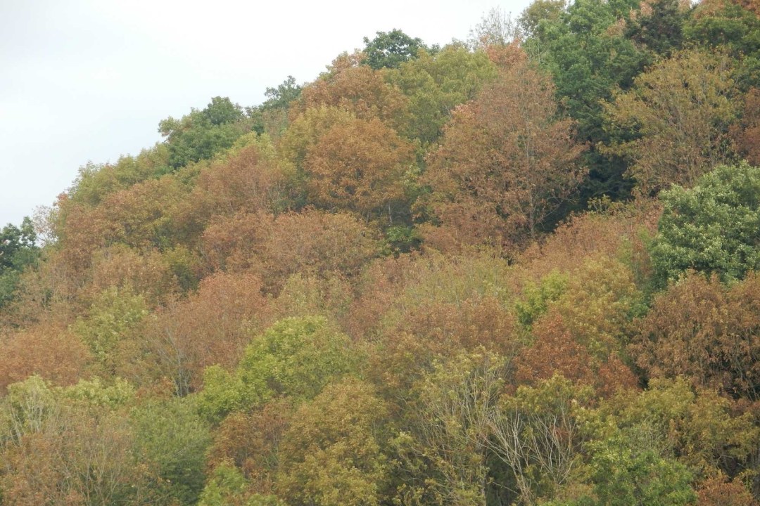 Trockenschäden Wald bei Regensburg | © Christian Stierstorfer