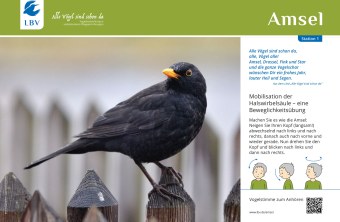 Aktionstafel 1 - Amsel