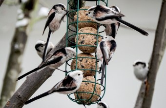 Schwanzmeise sitzt auf einem dünnen Ast und schaut direkt in die Kamera | © Antje Geigenberger