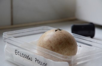 Bartgeierei | © F. Loercher