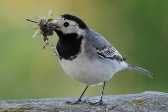 Bachstelze mit Insekten im Schnabel | © Michael Schiebelsberger