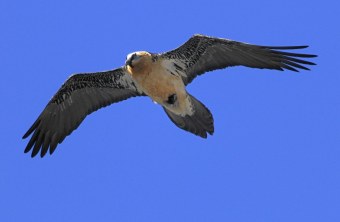 Ein Bartgeier fliegt am blauen Himmel | © Bruno Barthem