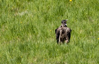 Bartgeier Dagmar nach dem ersten Ausflug | © Richard Straub