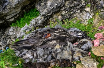 Bartgeier Generl im Nest | © Hansruedi Weyrich