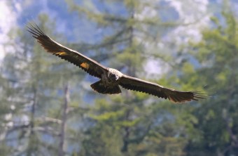 Wally im Flug | © Markus Leitner