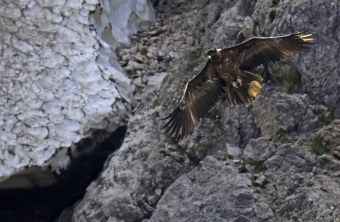 Bartgeier Vinzenz | © Markus Leitner