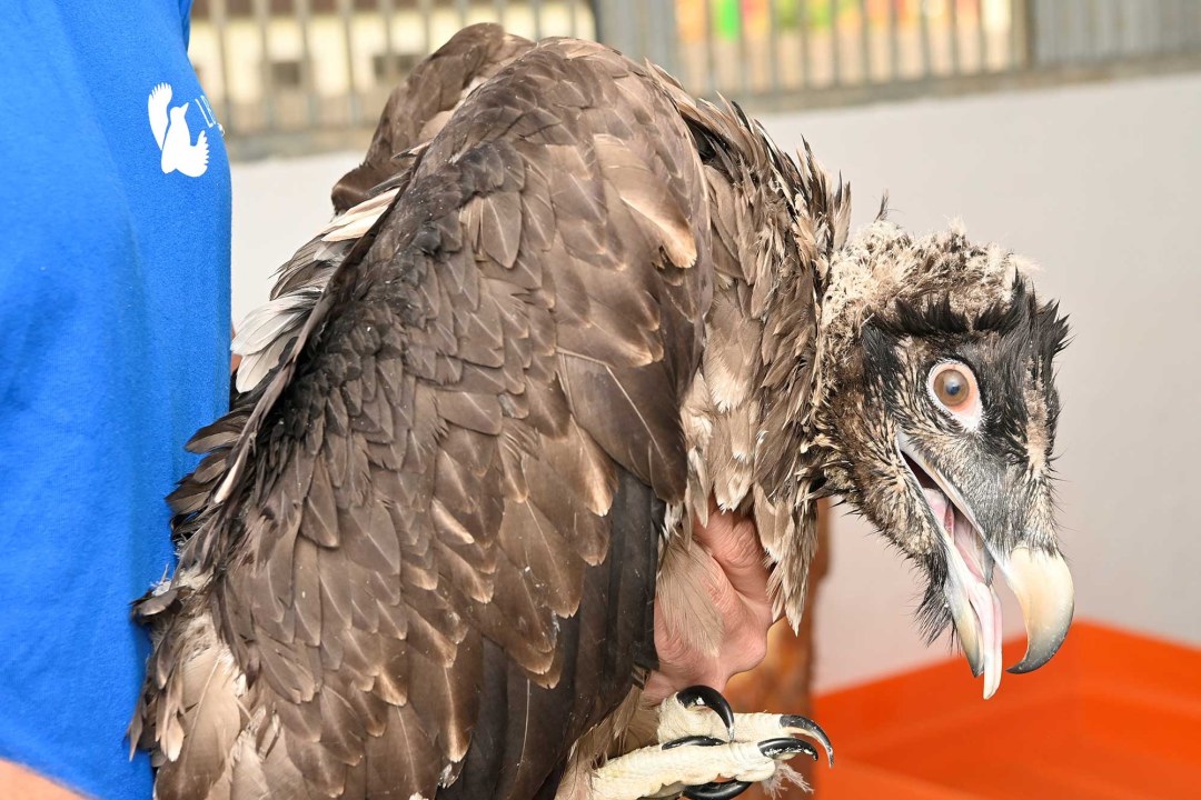 Bartgeier wird vorbereitet |© Hansruedi Weyrich